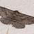 Megabiston plumosaria
