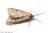 Alsophila pometaria