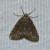 Paleacrita vernata