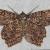 Epimecis hortaria