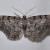 Aethalura intertexta
