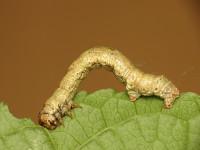 Ectropis crepuscularia