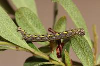 Lycia lapponaria