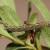 Lycia lapponaria