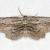 Glena plumosaria