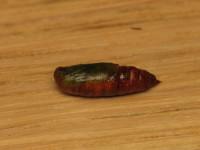 Ectropis crepuscularia