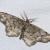 Hypagyrtis piniata