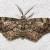 Glenoides texanaria