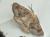 Dyscia penulataria