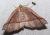 Stenaspilatodes antidiscaria