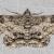 Cleora displicata