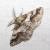 Lycia ypsilon