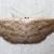 Glena cognataria