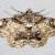 Cleora repetita