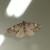 Alcis angulifera