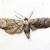 Glaucina erroraria