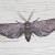 Exelis pyrolaria