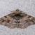 Alcis colorifera