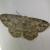 Ectropis crepuscularia