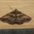 Gastrinodes bitaeniaria