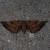 Acrodontis aenigma