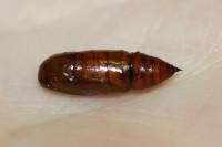 Ectropis excursaria