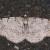 Aethalura ignobilis