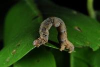 Ozola defectata