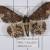 Abaciscus tristis