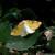 Hesperumia sulphuraria