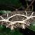 Erebomorpha fulguraria