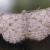 Anacamptodes fragilaria