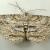 Iridopsis larvaria