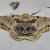 Biston insularis