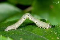 Nothomiza flavicosta