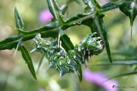 Apochima flabellaria
