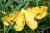 Xanthotype attenuaria