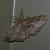 Hesperumia latipennis