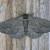 Agriopis bajaria