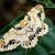 Biston pustulata