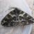 Ascotis fortunata