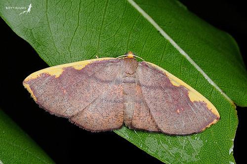 Nothomiza costalis