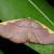 Nothomiza costalis
