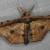 Acrodontis fumosa