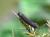 Scythris grandipennis
