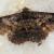 Dasyboarmia subpilosa