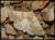 Dyscia distinctaria
