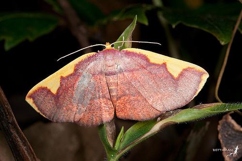 Nothomiza flavicosta