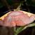 Nothomiza flavicosta