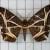 Erebomorpha consors
